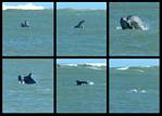 (04) dolphin montage.jpg    (1000x720)    284 KB                              click to see enlarged picture